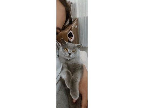 British shorthair 1 yaşında
