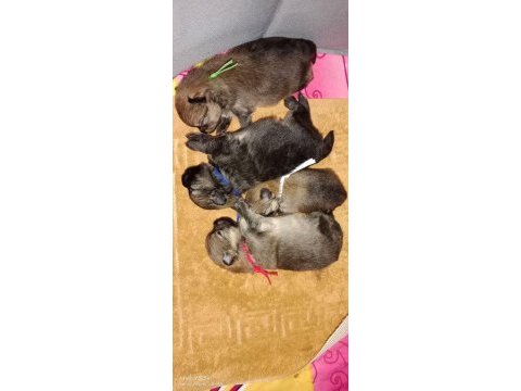 Fcı şecereli mini teacup pomeranian boo erkek yavrular