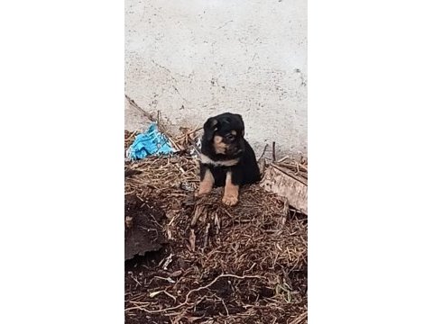Macar kafa rottweiler yavruları