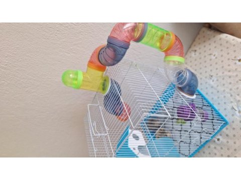 Suriye hamster