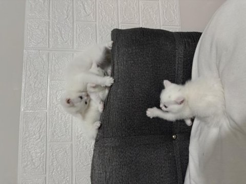 2 aylık british shorthair bebişlere yuva arıyorum
