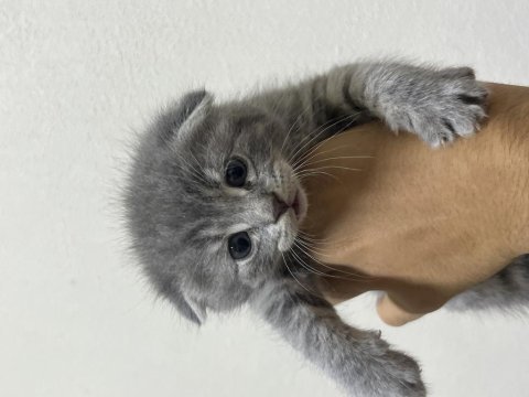 Scottish fold tatlı kediler