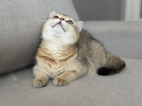 Ny11 dişi british shorthair