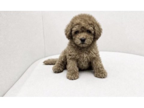 Toy poodle köpeğimiz