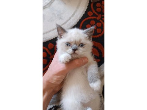 Baba exotic shorthair anne scottish straight