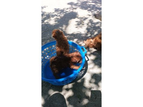 Kore toy poodle