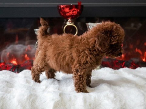 Toy poodle yavru erkek ve dişi yavrular aşı yapılmış