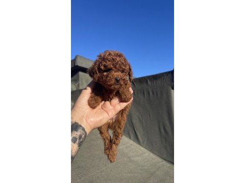 Safkan dişi toy poodle yavru