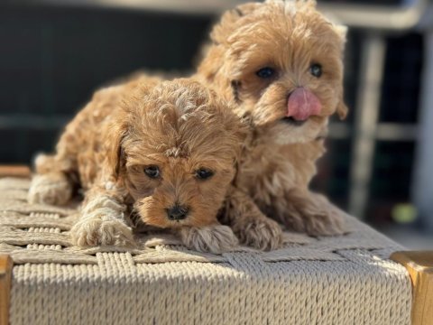 Show kalite kore maltipoo yavrularımız