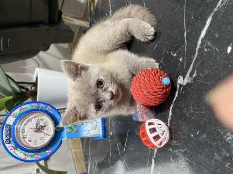 2 buçuk aylık bebiş scottish fold