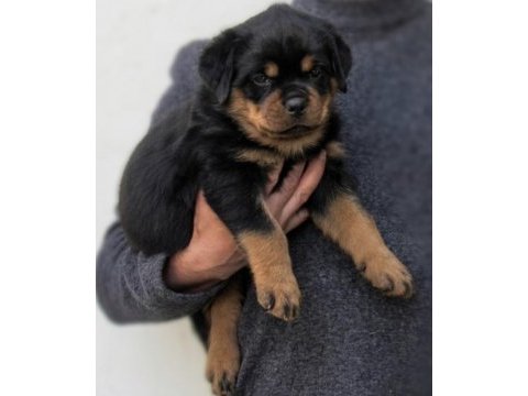 Rottweiler köpeği