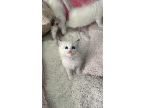 Anne altından safkan ragdoll yavru kediler