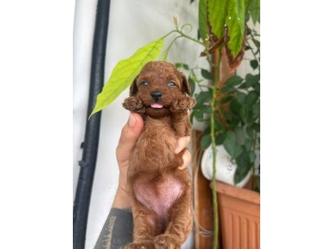 Toy poodle kore kan