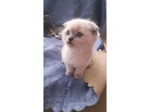 Dişi erkek mevcut british shorthair