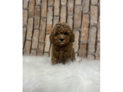 Şecereli aşılı poodle yavru köpekler