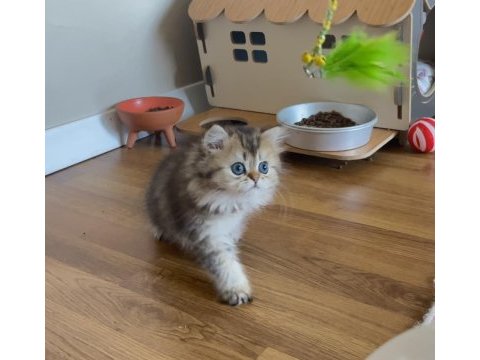 British longhair golden dişi