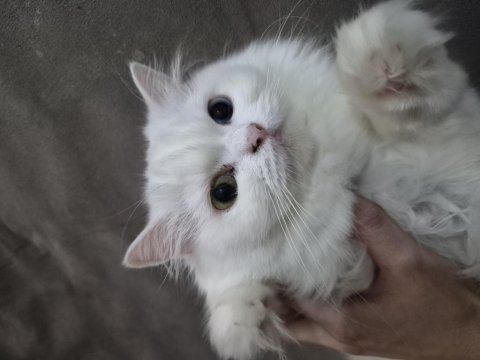Bir yaşında kedimiz yeni yuvamızı arıyoruz