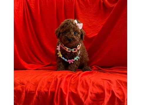 Mersin toy poodle