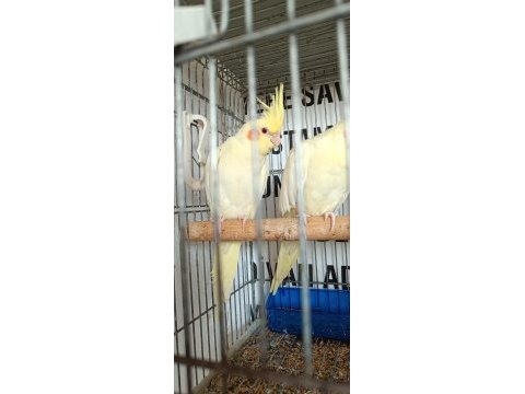Kendi anaç kuşlarım yavruları erkek dişi tahmini verilir