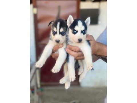 Sibirya kurdu husky yavrularımız mevcut