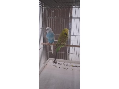 Jumbo takımlar kuşlar