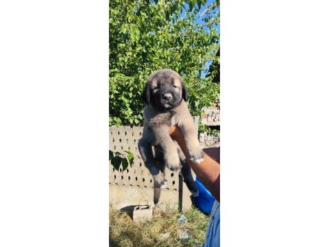 Safkan kangal yavruları
