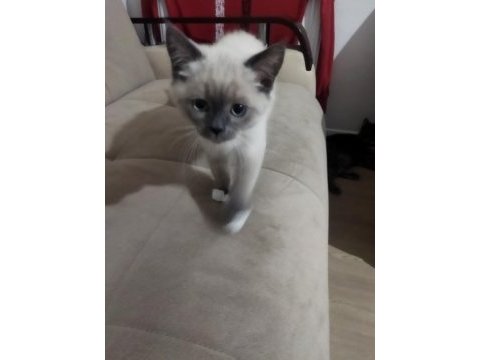 Blue point 3 aylık erkek british