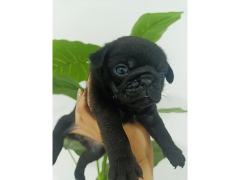 Dişi pug mops bebekler