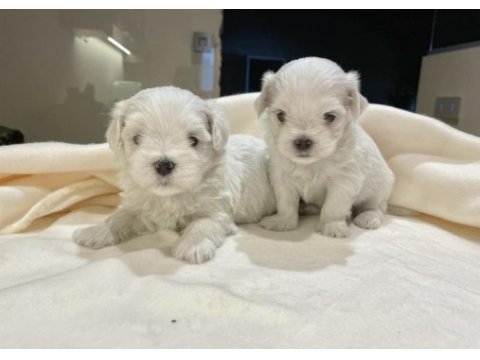 Hipoalerjenik maltese yavrular