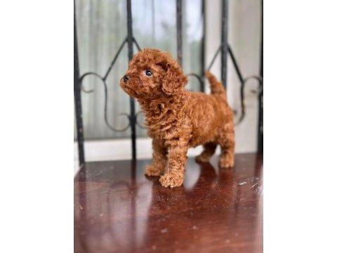Tr de bu kalite yok kore poodle yavru