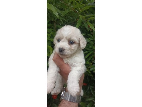 İki aylık terrier minikler