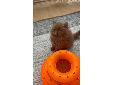 Safkan british longhair cinnamon bebek