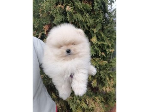 Garantili pomeranian boo yavrular her yere gönderilir 