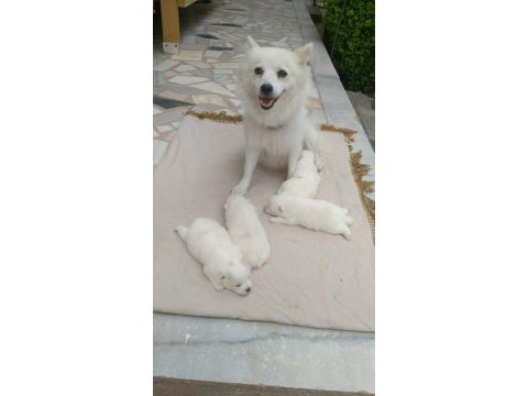 36 günlük spitz pomeranian yavruları