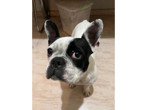Sahibinden maske french bulldog