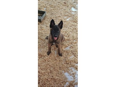 Bursa malinois krallığı'ndan yavrular