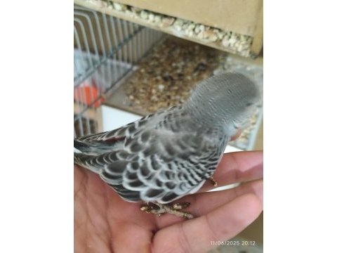 Yeni yeme düşen jumbo muhabbet kuşu yavrular