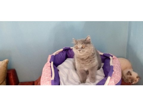 Muhteşem güzellikte british shorthair yavrularımız