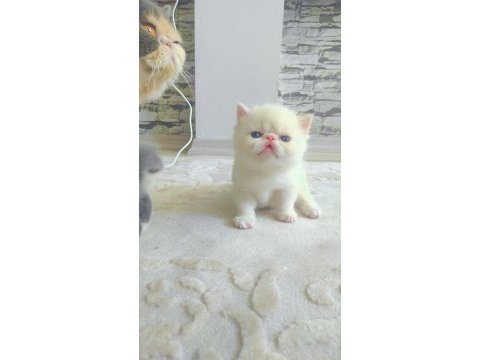 Minnak exotic shorthair patiler sevgi delisi