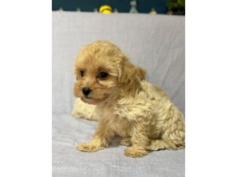 Morkie köpekler