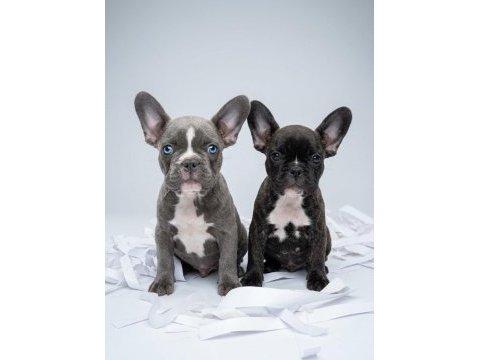 French bulldog ruhsatlı işletmeden