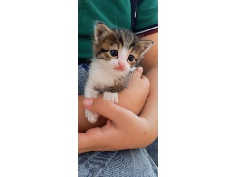 3 haftalık tekir kedisi