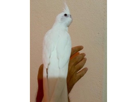 55 günlük full evcil albino kırmızı göz sultan papağanı
