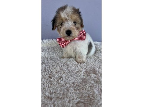 Morkie bebeklerimiz çok özel