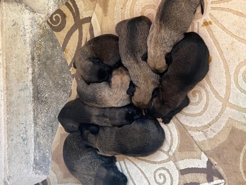 Belçika malinois kurdu yavruları erkek dişi mevcut