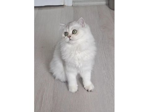 British longhair ns12 dişi 6 aylık