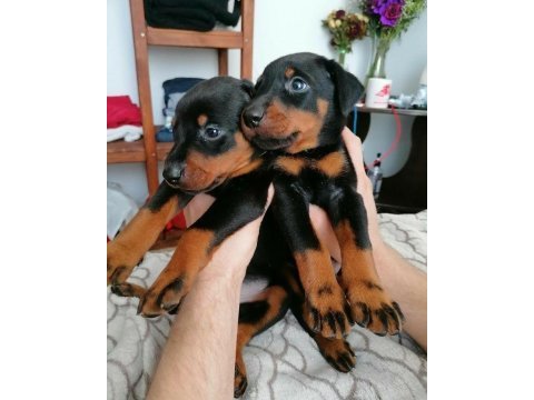 Asosyalseniz dobermana ihtiyacınız var