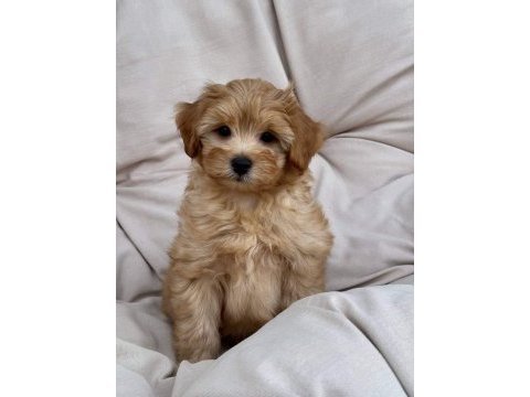 Maltipoo  yavrularımız 