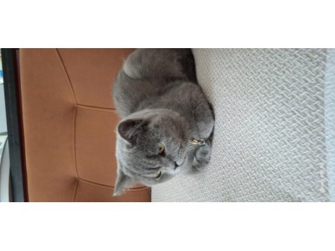 British shorthair chivas oğlum