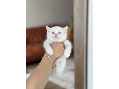 Lekesiz beyaz mavi göz brtish shorthair yavrum